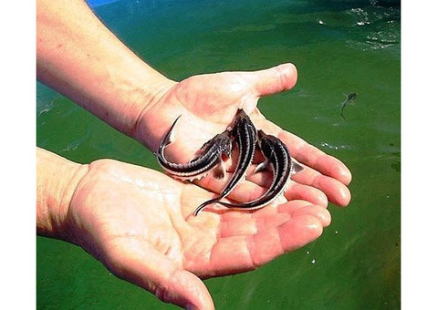 Малек осетра, форель.