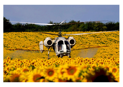 Фунгіцидний захист соняшнику з вертольота та агрокоптера