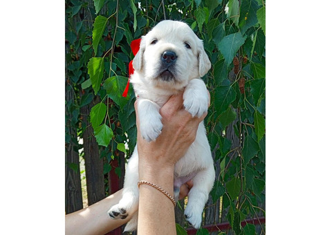 Щенки золотистого ретривера От Бахур