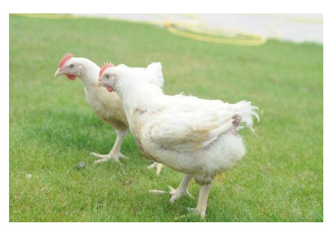 Продам Кури Бройлери (живі) з доставкою до вашого дому!