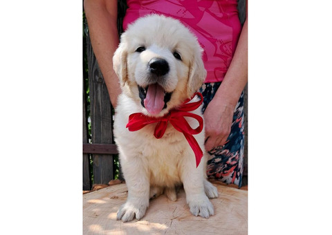 Дуже чудові цуценята золотистого ретрівера Ot Bahur