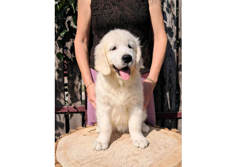 Цуценята золотистого ретрівера Ot Bahur.