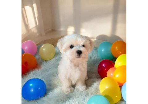 Цуценята мальтійської болонки (Мальтезе): майбутній пухнастий друг чекає на вас!