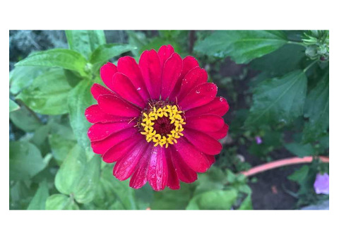 Требуется Повар универсал профи