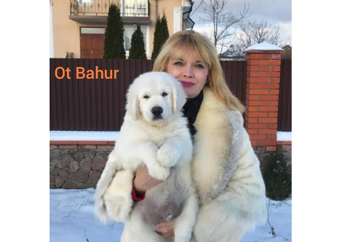 Цуценята золотистого ретрівера Ot Bahur