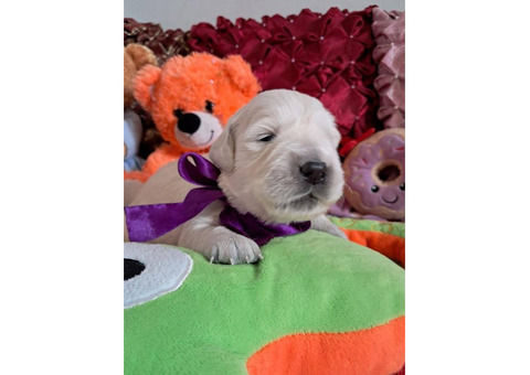 Щенки золотистого ретривера Ot Bahur