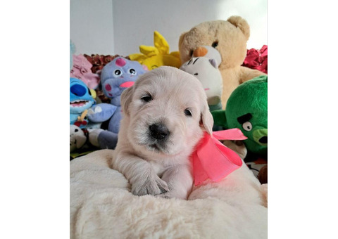 Цуценята золотистого ретрівера Ot Bahur