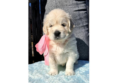 Элитные щенки золотистого ретривера – верные друзья и гордость вашей семьи