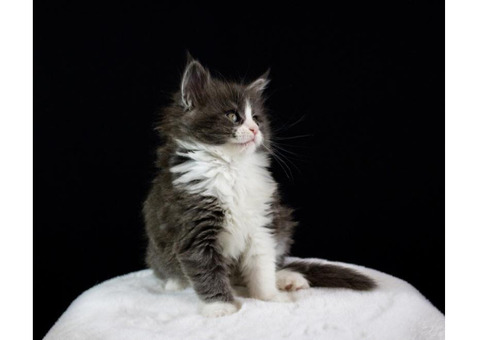 Мейн-кун кошенята від розплідника Kust Kalyny