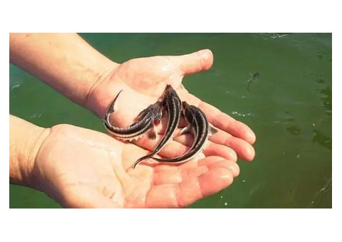 Продам русского малька