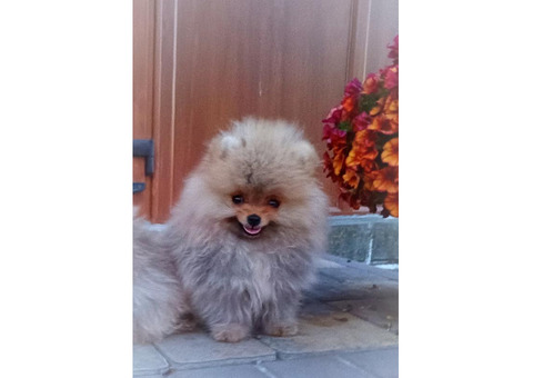 Померанский шпиц мини — элитные щенки из профессионального питомника