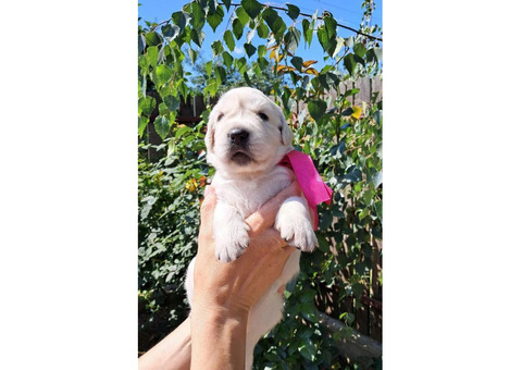 Золотистого ретрівера цуценята Ot Bahur 