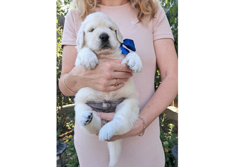 Золотистого ретрівера цуценята Ot Bahur 