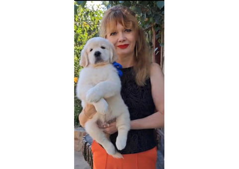 Цуценята золотистого ретрівера Ot Bahur