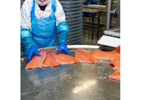 Шоковая заморозка,низькотемпературні камери для переробки риби