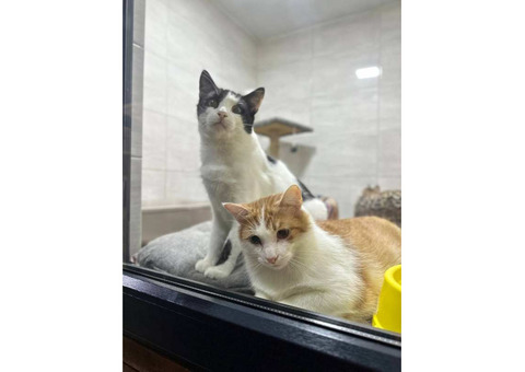 Ветклініка "SOS" - доступна допомога тваринам!