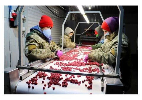 Холодильна та морозильна камери для Заморозки малини і суниці